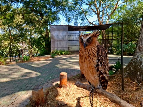 This owl is often called the Buffy fish-owl. Its scientific name is Ketupa ketupu. It has yellowish-brown feathers. It is perched on a branch at a zoo on a sunny day.