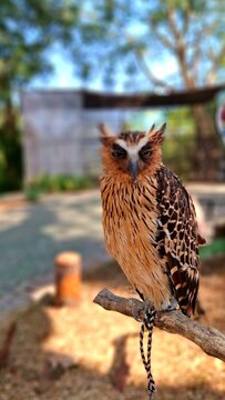 This owl is often called the Buffy fish-owl. Its scientific name is Ketupa ketupu. It has yellowish-brown feathers. It is perched on a branch at a zoo on a sunny day.