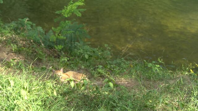 Ginger cat sleeping in the grass by the river