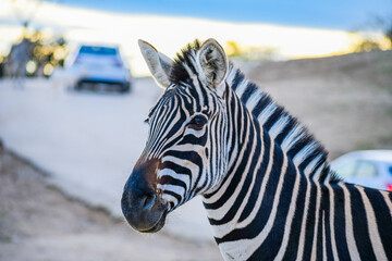 Plains zebra (Equus quagga) © Alberto Giron 