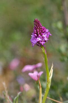 Close-up of the orchid Anacamptis pyramidalis