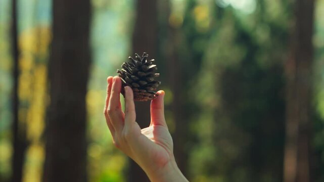 Close up of hand holding pine cone in warm sunlight in forest, exploring natural object outdoors with blurred woodland background, nature discovery, environmental education, ecology