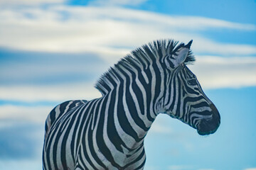 Plains zebra (Equus quagga) © Alberto Giron 