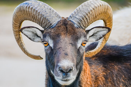 European Mouflon (Ovis aries musimon)