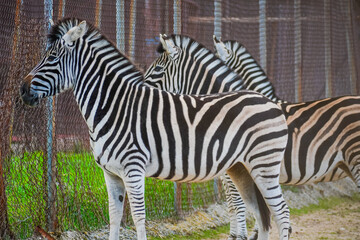 Plains zebra (Equus quagga) © Alberto Giron 
