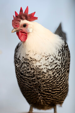 Close-up of a striking black and white barred braekel chicken with a distinctive red comb, captured against a bright background.