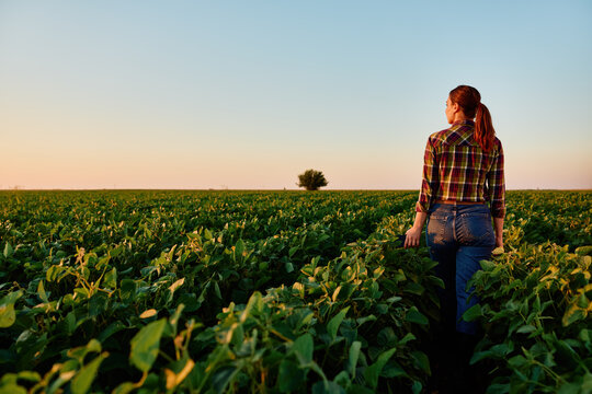Woman farmer inspecting a green soybean field at sunset, symbolizing agriculture, sustainable farming, and modern farming