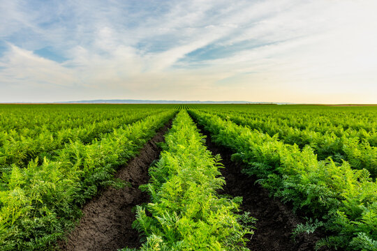 Young carrots growing in fertile soil, creating a vast agricultural landscape under a light cloudy sky