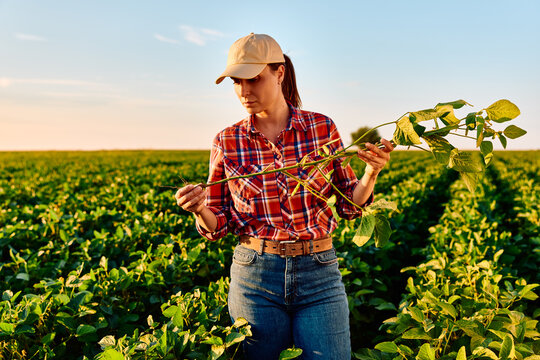 Woman farmer checking soybean plant growth in a rural field, monitoring agricultural development and crop health