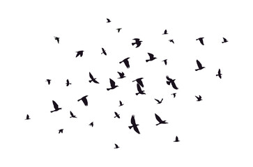 Naklejka premium Black vector flying birds flock silhouettes isolated on white background