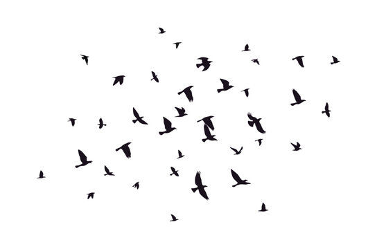 Black vector flying birds flock silhouettes isolated on white background