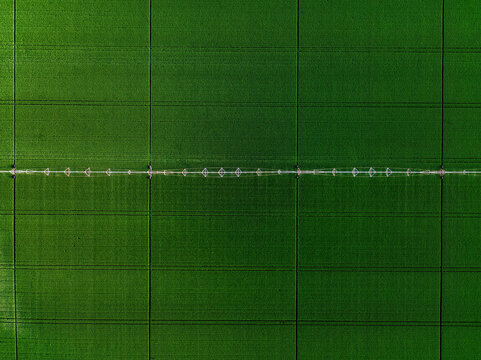 Green wheat field receiving water from a linear irrigation system. Showing modern farming and crop cultivation from above