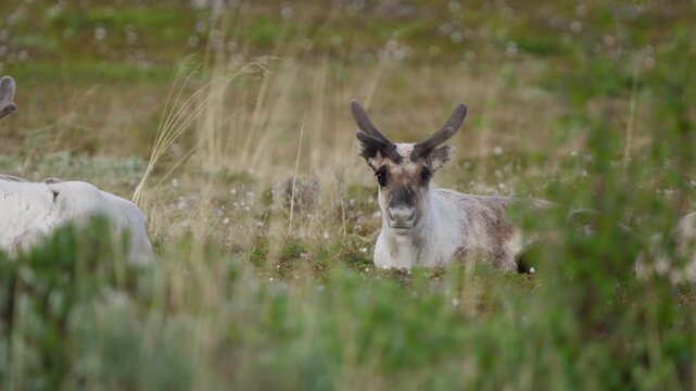 Young mountain reindeer resting in alpine grass, small velvet antlers visible as it chews cud and looks into camera. Slow motion wildlife close-up in tundra meadow habitat.