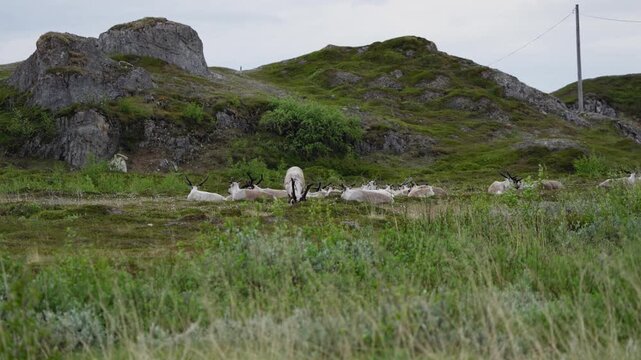Mountain reindeer herd grazes on alpine grass below a rocky hillside as a telegraph pole stands nearby in Norway, highlighting wildlife and human infrastructure in slow motion.