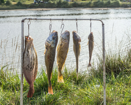 Fish Caught at a Fishing Competition