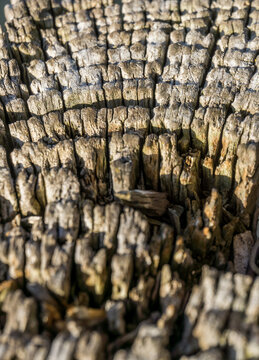 Close-Up Texture of Weathered Tree Bark