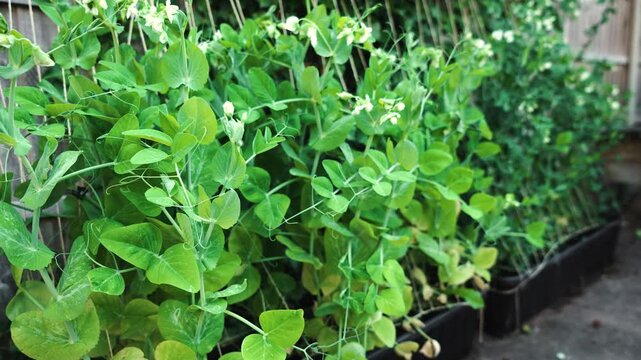 Backyard pea plants growing along support strings with healthy spring foliage. Flowering climbing vines filling raised garden bed beside rustic wooden fence. Home food gardening encouraging