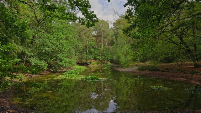 Forest pond with unusually low water levels reveals more of the riverside and fallen leaves, surrounded by green trees beneath a blue sky with cotton clouds.