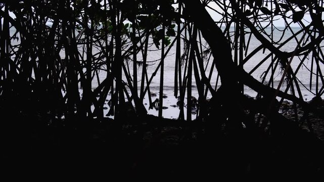 Dark silhouetted mangrove forest with ocean at coastal environment of tropical island in Fiji, South Pacific