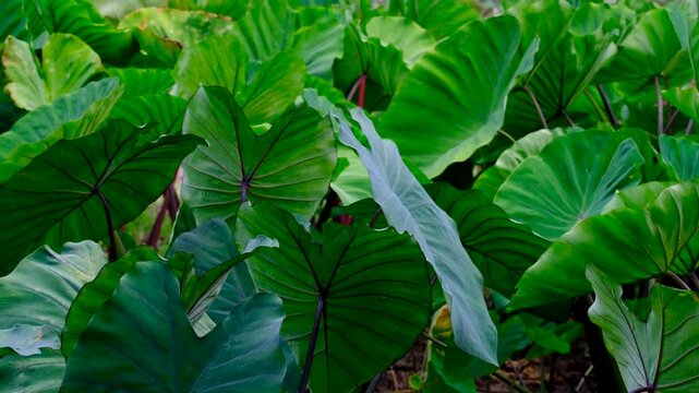 Fijian garden of taro root vegetable plants with large green leafs growing on tropical island in Fiji, South Pacific