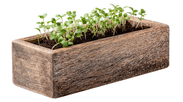 Young green microgreens seedlings growing in rustic rectangular wooden planter box with soil