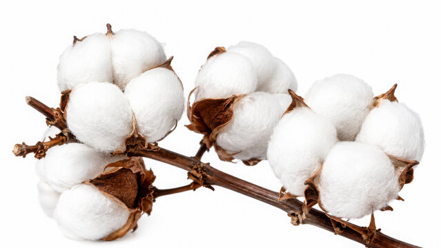 A close view of a cotton plant showcasing white fluffy bolls ready for harvest isolated on transparent background cut out