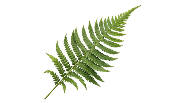 Fresh green fern branch leaf botanical element isolated on transparent background