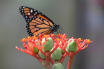 Biodiversity and environmental conservation, monarch butterfly feeding on nectar from a tropical flower in a natural garden setting © Magic and Flow Media