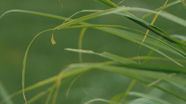 Close-up of grass leaves with a beautifully blurred grassland background
