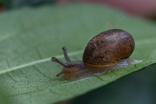 Macro close-up of a small brown land snail crawling across a fresh green leaf, showing detailed shell texture, moist body, natural wildlife behavior, soft light, and blurred garden background.