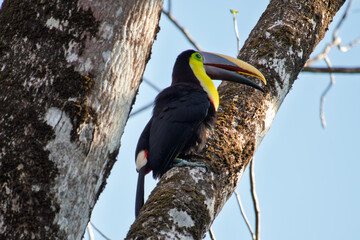 Biodiversity and wildlife conservation, keel-billed toucan perched on a mossy tree branch in a tropical rainforest environment © Magic and Flow Media