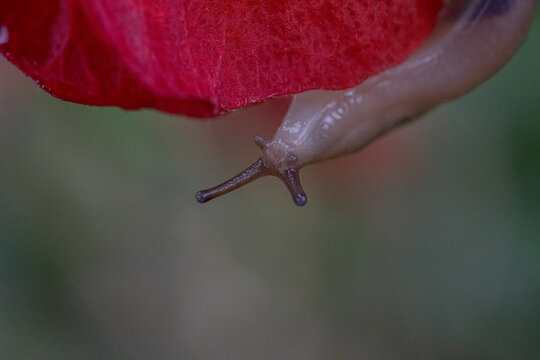 Macro close-up of a slug crawling beneath a vivid red flower petal, revealing detailed tentacles and moist skin with soft natural light, shallow depth of field, and blurred garden background.