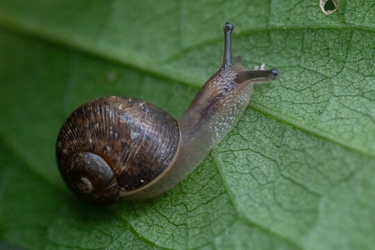 Macro close-up of a small brown land snail crawling across a fresh green leaf, showing detailed shell texture, moist body, natural wildlife behavior, soft light, and blurred garden background.