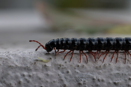 Macro close-up of a black millipede with red legs crawling on a concrete surface, showing segmented body detail, many legs, natural movement, shallow depth of field, and soft garden bokeh.