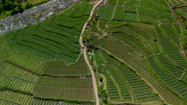 Aerial top down view of green shallot terraced field near river in Pujon, Malang, East Java, Indonesia
