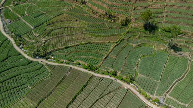 Aerial top down view of green shallot terraced field near river in Pujon, Malang, East Java, Indonesia