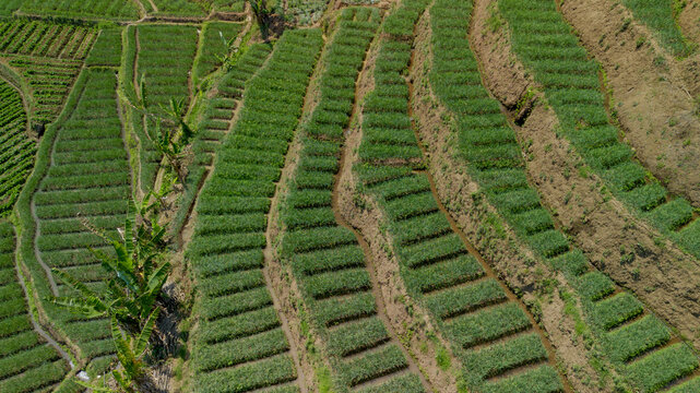 Aerial top down view of green shallot terraced field near river in Pujon, Malang, East Java, Indonesia