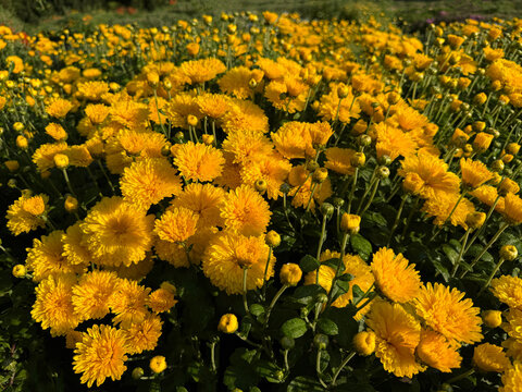 Yellow mums chrysanthemums flowers in garden 