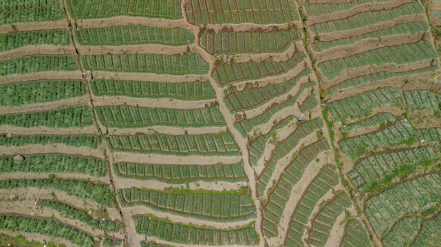 Aerial top down view of green shallot terraced field near river in Pujon, Malang, East Java, Indonesia