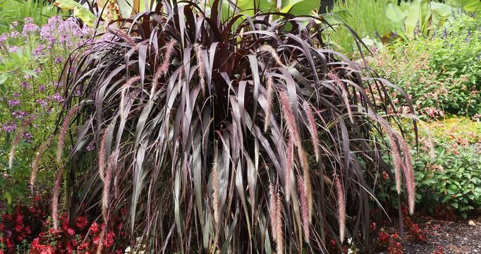 Cenchrus x cupreus 'Rubrum' | Herbe aux &eacute;couvillons pourpre -  Pennisetum soyeux pourpre -  Millet soyeux &agrave; feuillage rouge. Gramin&eacute;e ornementale au feuillage pourpre et &eacute;pis plumeux rose pourpr&eacute; 