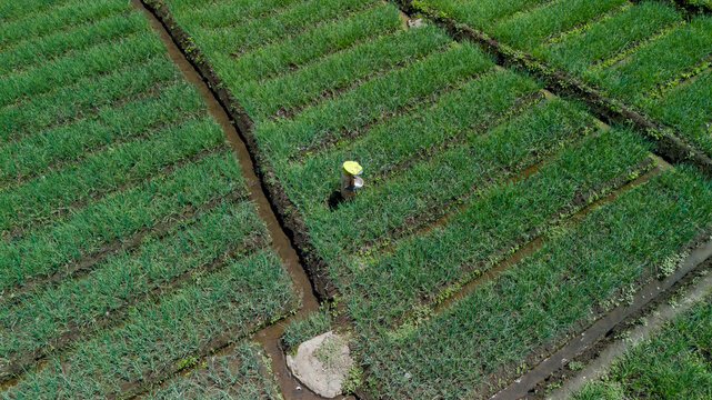 Aerial top down view of green shallot terraced field near river in Pujon, Malang, East Java, Indonesia