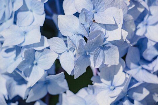 Close up macro of beautiful pale blue hydrangea flower petals blooming in bright summer sunlight