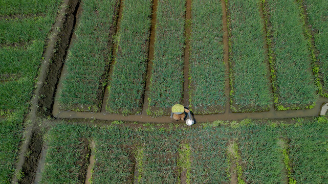 Aerial top down view of green shallot terraced field near river in Pujon, Malang, East Java, Indonesia