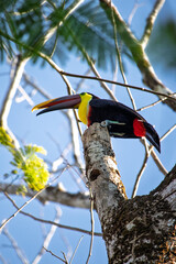 Biodiversity and wildlife conservation, channel-billed toucan perched on a tree branch in the tropical rainforest under clear blue sky © Magic and Flow Media