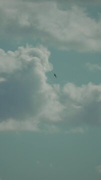 Lone bird soaring high amidst fluffy white clouds in a bright teal sky. Telephoto tracking shot.