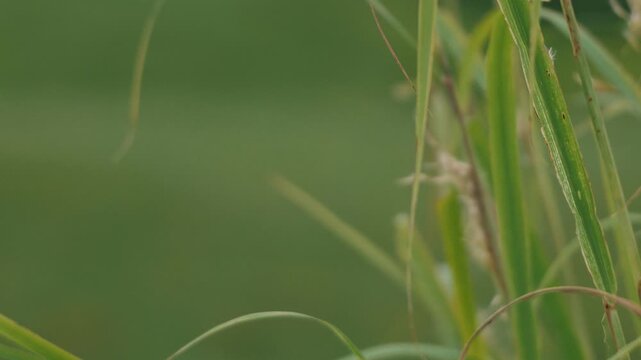 Close-up of grass leaves with a beautifully blurred grassland background
