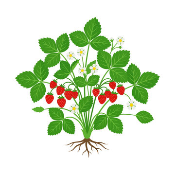 Detailed Illustration of a Lush Strawberry Plant with Ripe Red Fruits and White Blossoms