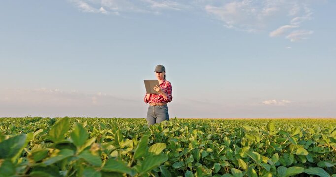 Young woman farmer walking through a soybean field using a tablet. Modern agriculture concept with an agronomist inspecting crop growth