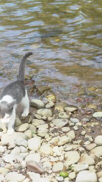 Small cat by the river shore