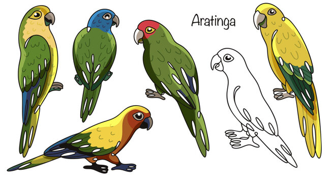 Aratinga